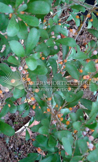 Ficus deltoidea (Small leaf)